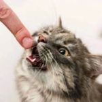 GATO CON RABIA MUERDE A HUMANO