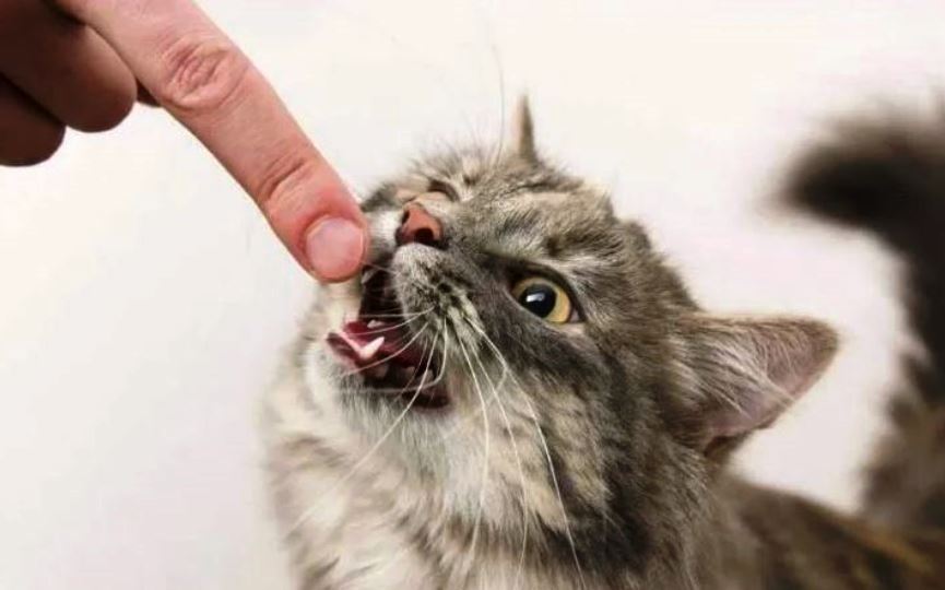 GATO CON RABIA MUERDE A HUMANO