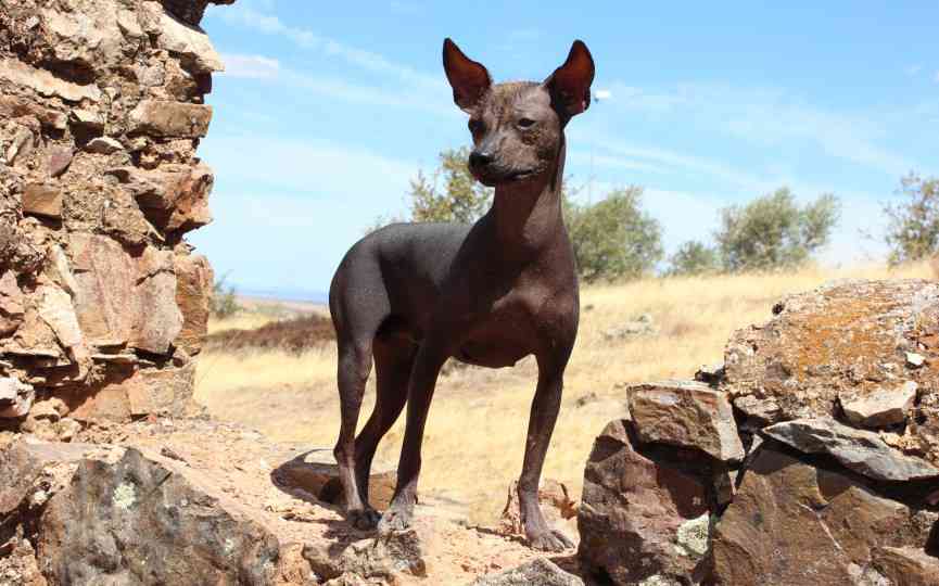VIRINGO