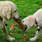 DOS PERROS CON UN JUGUETE