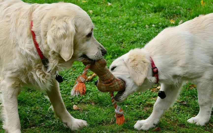 DOS PERROS CON UN JUGUETE