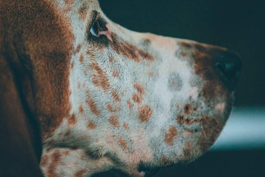 OJO DE UN PERRO