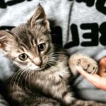 TENER GATO SEGÚN LA RELIGIÓN