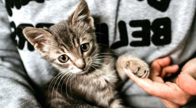 TENER GATO SEGÚN LA RELIGIÓN