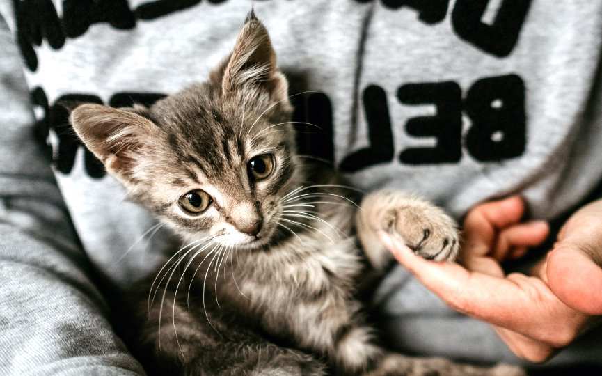 TENER GATO SEGÚN LA RELIGIÓN