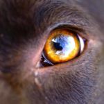 OJO DE PERRO CON THELAZIA