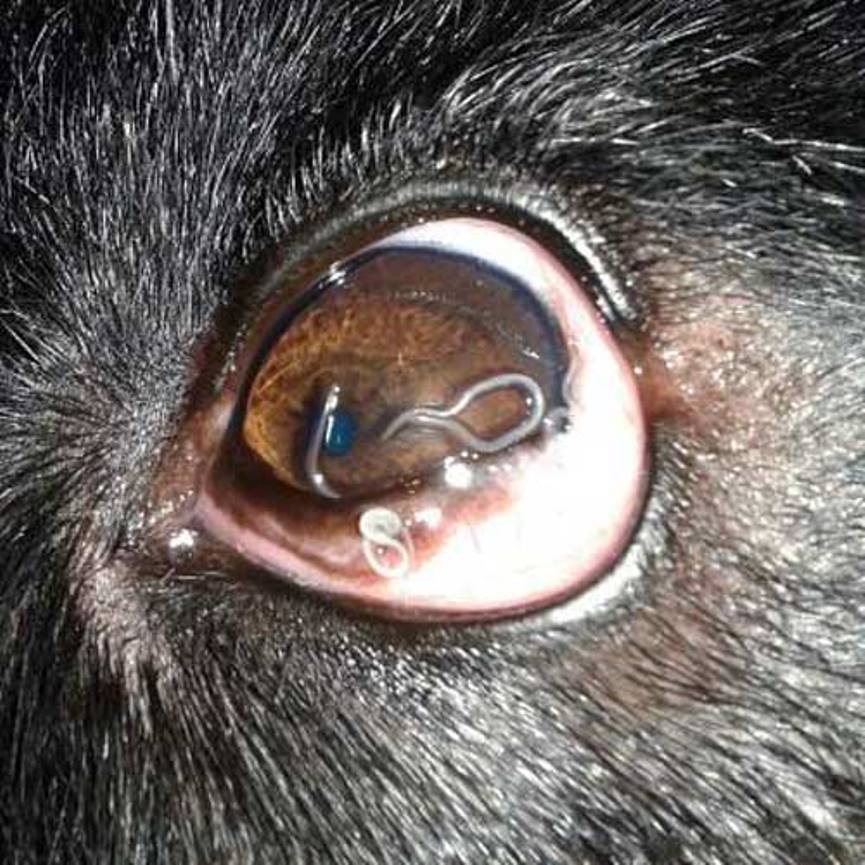THELAZIOSIS EN PERRO