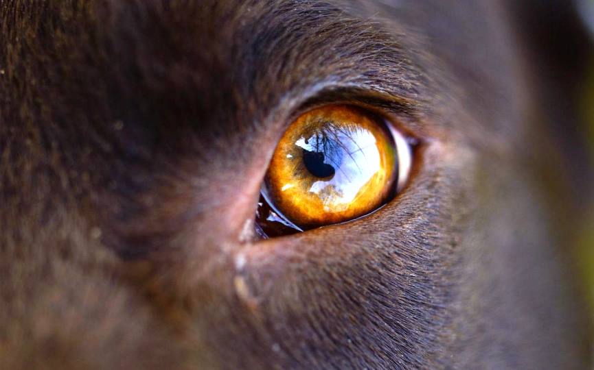 OJO DE PERRO CON THELAZIA