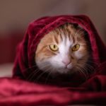 ALERGIAS EN GATOS