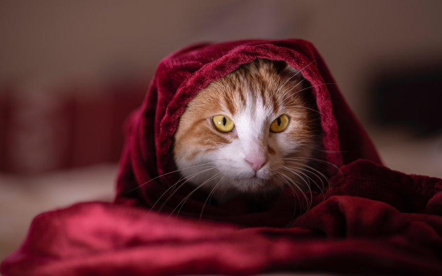 ALERGIAS EN GATOS