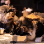 CARBOHIDRATOS EN ALIMENTOS PARA PERROS Y GATOS