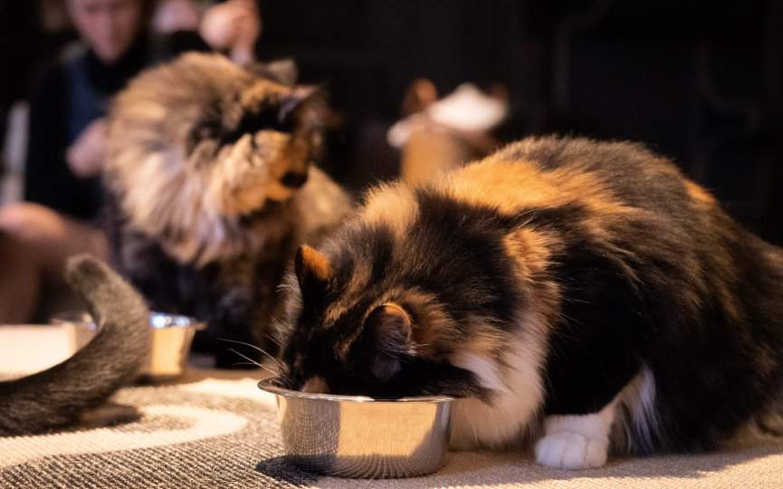 CARBOHIDRATOS EN ALIMENTOS PARA PERROS Y GATOS