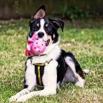 PERRO CON JUGUETES PERFUMADOS