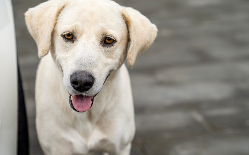 nombre para perros macho
