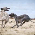 REGISTRO DE PERROS EN EUROPA