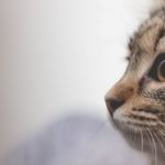 TIPOS DE TUMORES EN GATOS