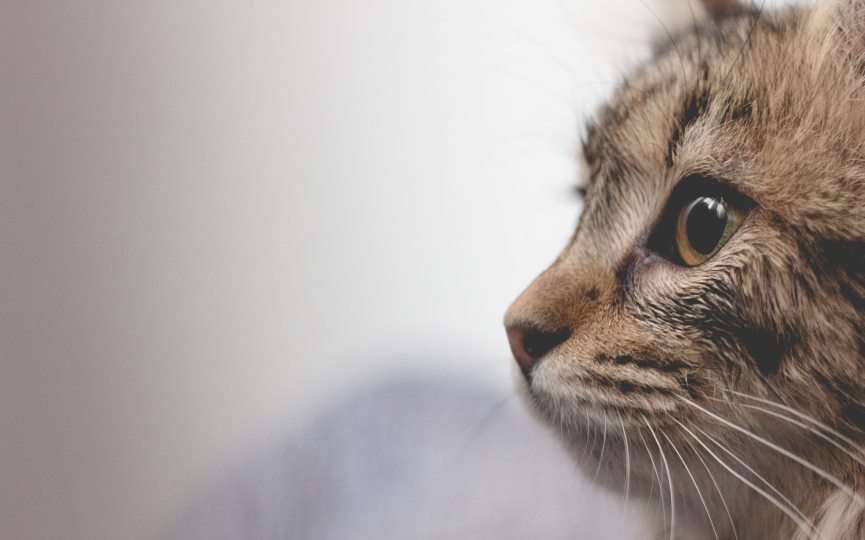 TIPOS DE TUMORES EN GATOS