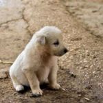 ENFERMEDAD DE AUJESZKY EN PERROS