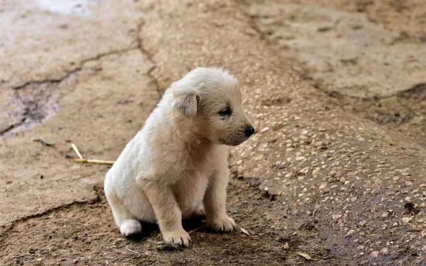 ENFERMEDAD DE AUJESZKY EN PERROS