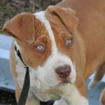 imagen de un perro American Pit Bull Terrier