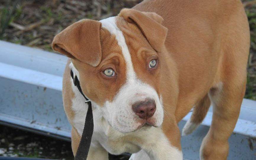 imagen de un perro American Pit Bull Terrier