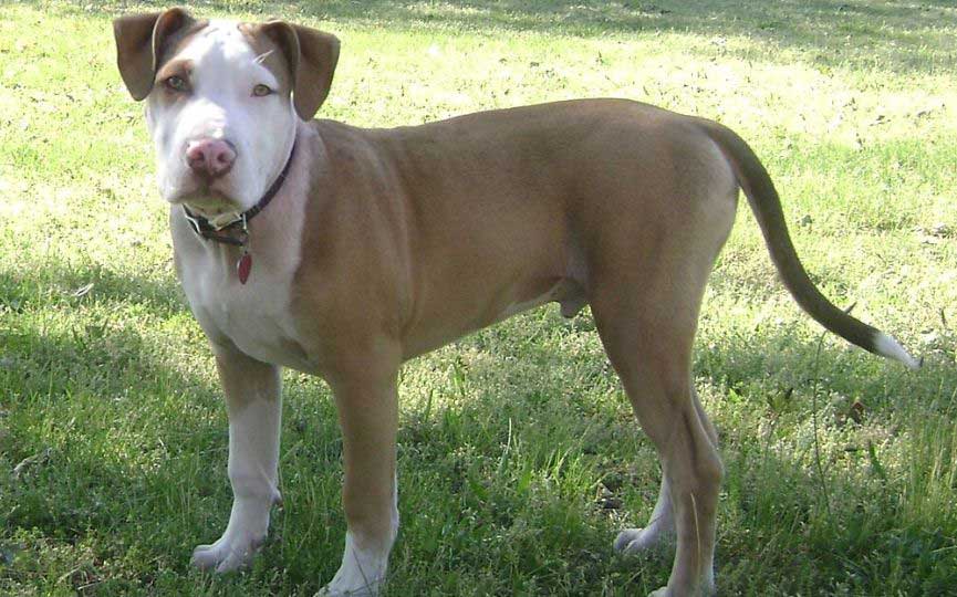 American Pit Bull Terrier cuerpo