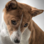 imagen de un perro BASENJI
