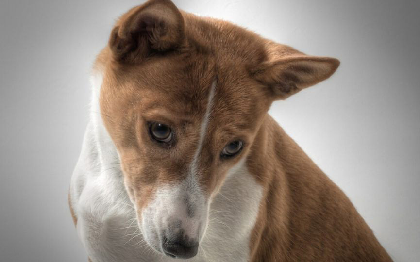 imagen de un perro BASENJI