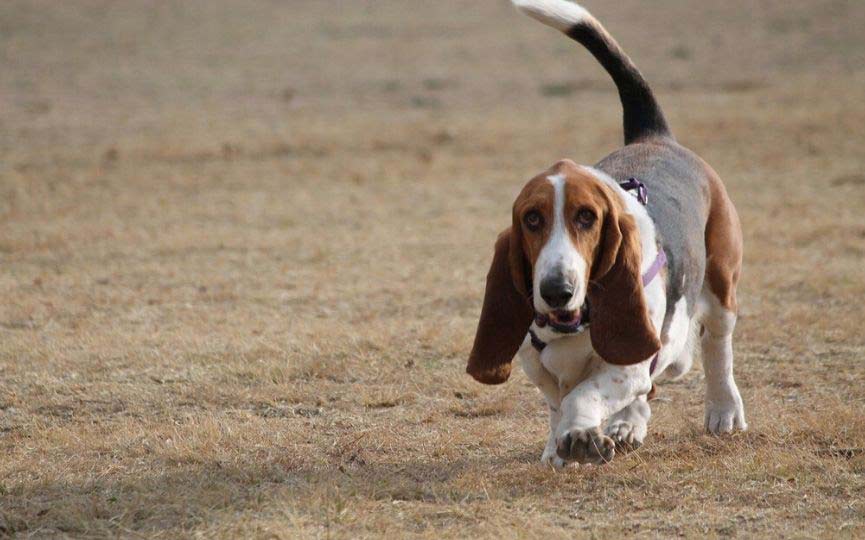 Basset Hound corriendo