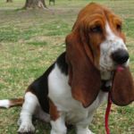 imagen de un perro mediano Basset Hound sentado en el campo