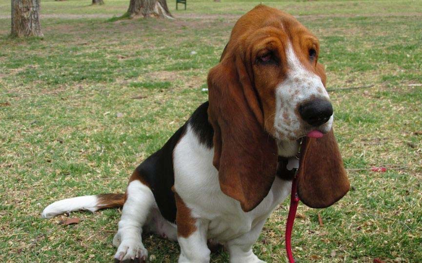 imagen de un perro mediano Basset Hound sentado en el campo