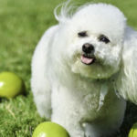 imagen de un perro Bichon Frise en el campo