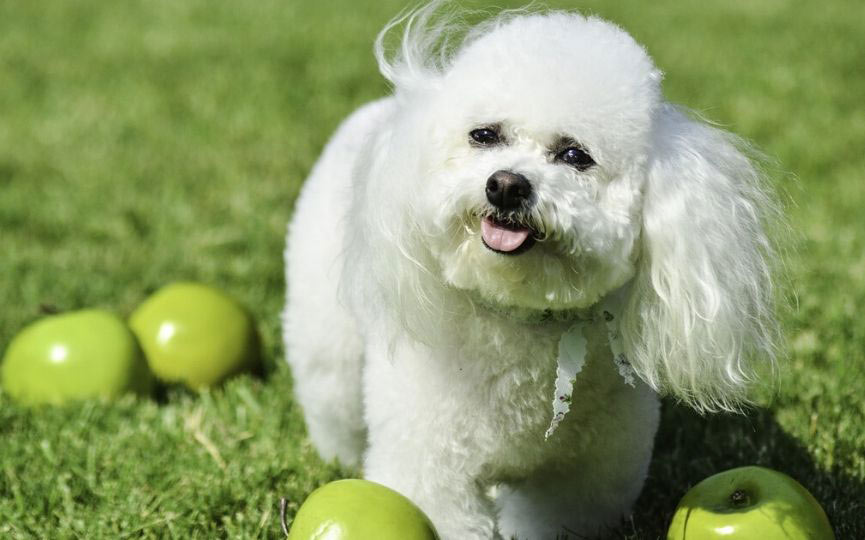 imagen de un perro Bichon Frise en el campo
