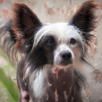 imagen de un perro Crestado Chino