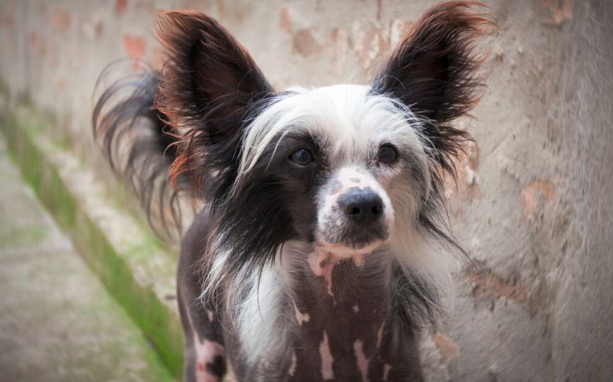imagen de un perro Crestado Chino