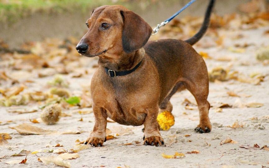 Dachshund CUERPO