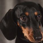 imagen de un perro negro Dachshund