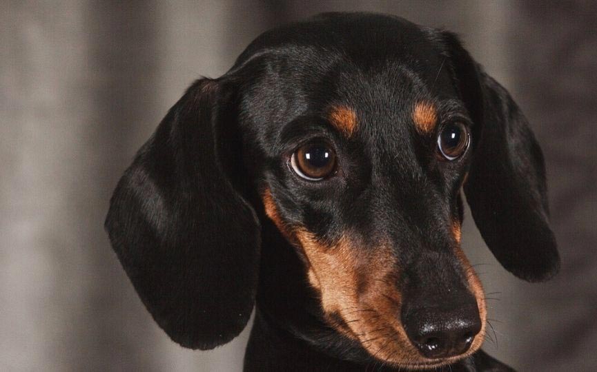 imagen de un perro negro Dachshund