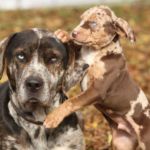 PERRO LEOPARDO DE CATAHOULA