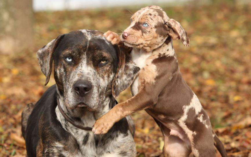 PERRO LEOPARDO DE CATAHOULA