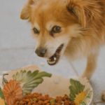 FRACCIONAR LAS COMIDAS PREVIENE LA TORSIÓN