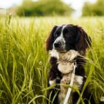 PRIMAVERA Y ALERGIAS EN PERROS