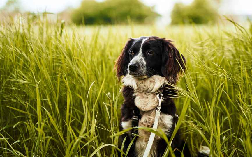 PRIMAVERA Y ALERGIAS EN PERROS