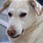 TORSIÓN DE ESTÓMAGO EN PERROS