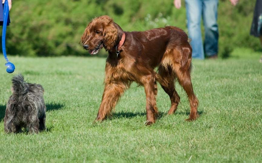 setter irlandes jugando en el campo