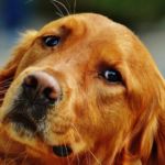 imagen perro mediano setter irlandes