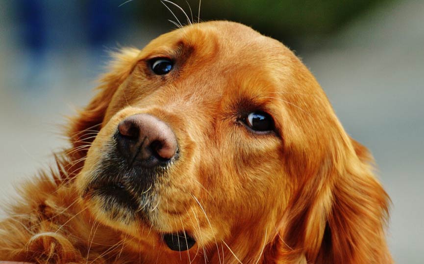 imagen perro mediano setter irlandes