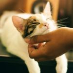 Gatos con niños con trastorno autista