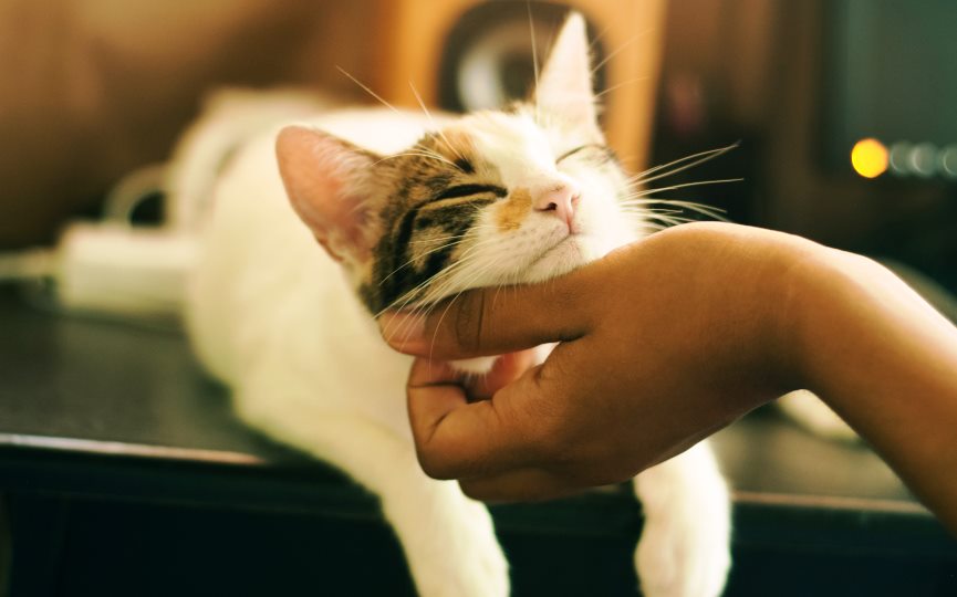 Gatos con niños con trastorno autista