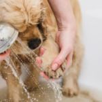 limpiar las patas de un perro